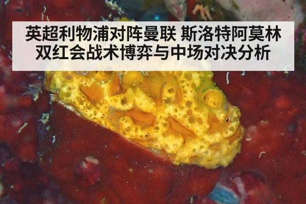 英超利物浦对阵曼联 斯洛特阿莫林双红会战术博弈与中场对决分析